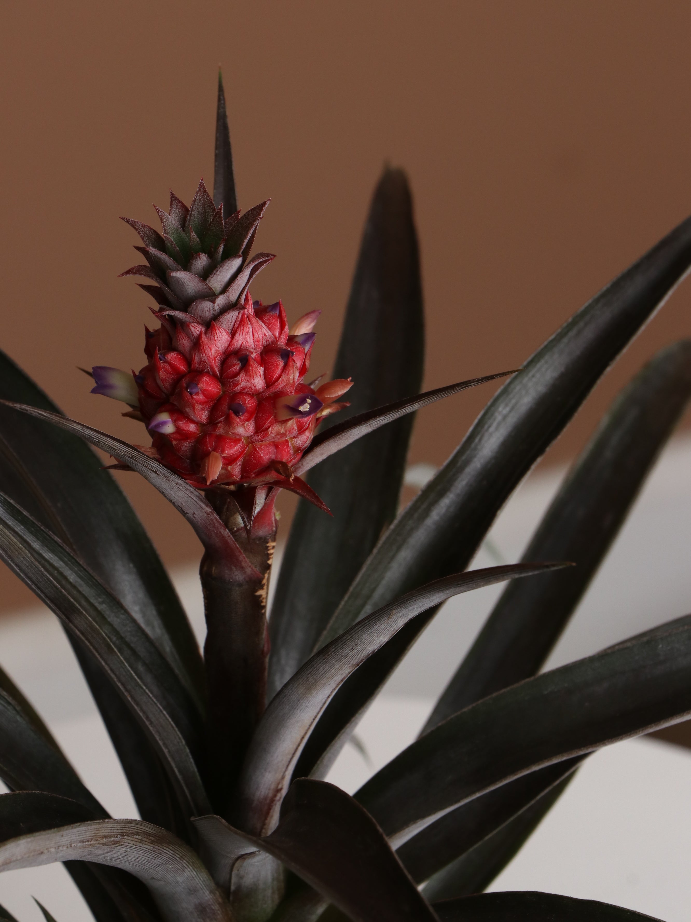 Small Pineapple Plant – Dahing Plants