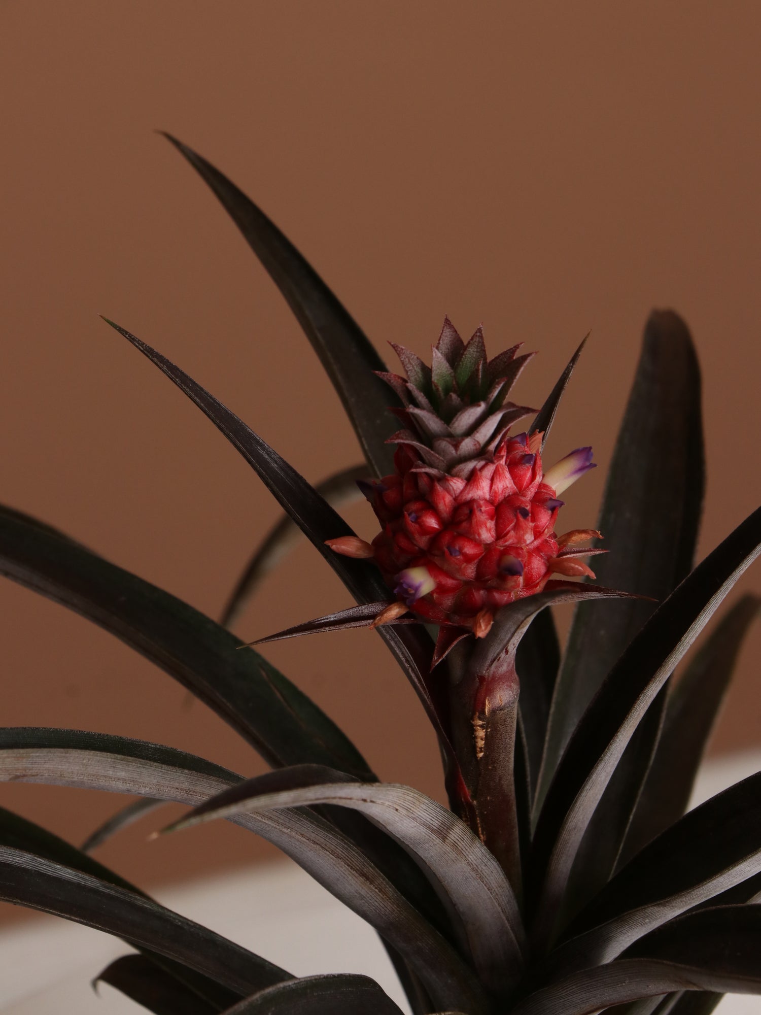pineapple plant online Small Pineapple Plant