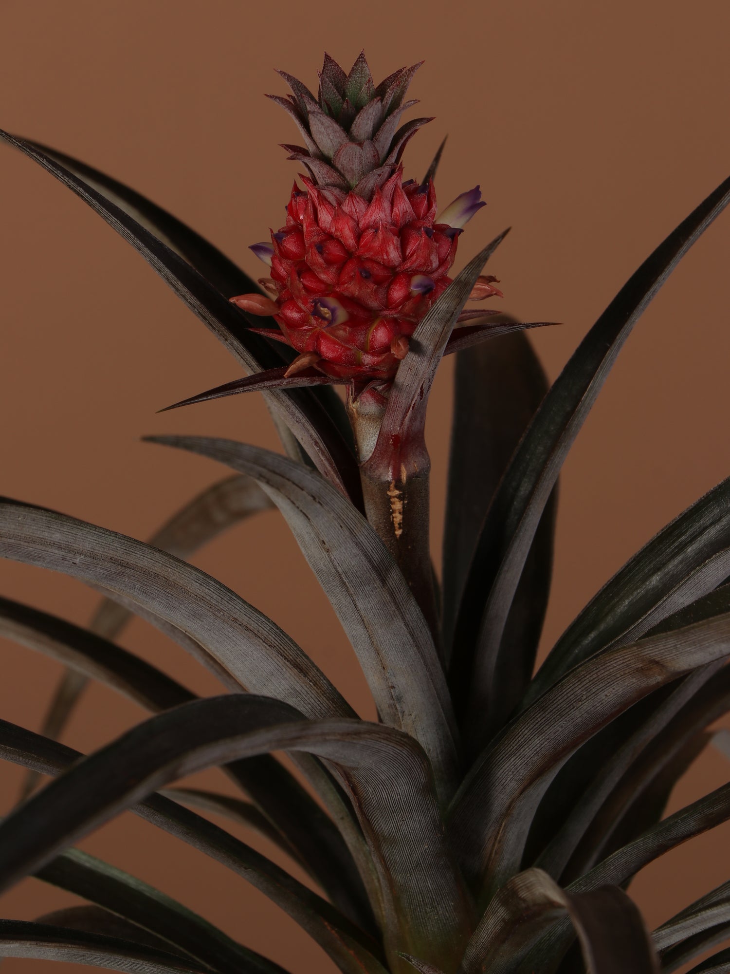 black pineapple plant Small Pineapple Plant