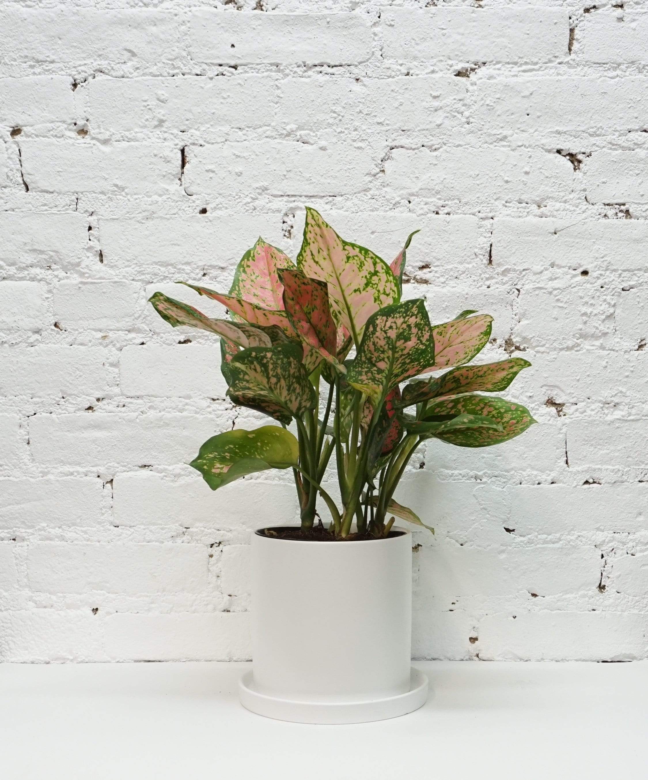 Medium Aglaonema &