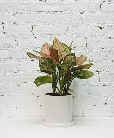 Medium Aglaonema 'Sombat siam' - Pafe Plants