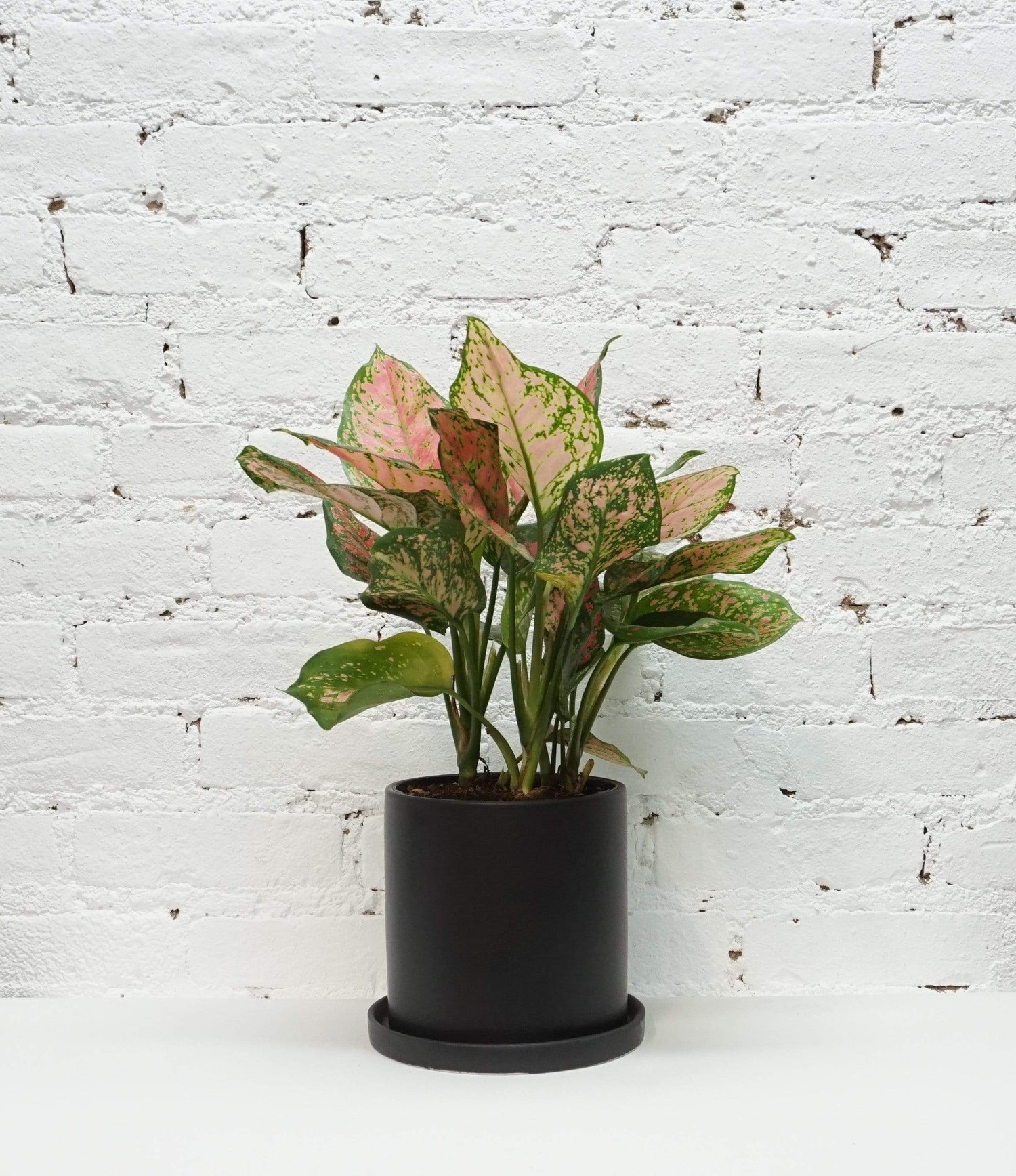 Medium Aglaonema &