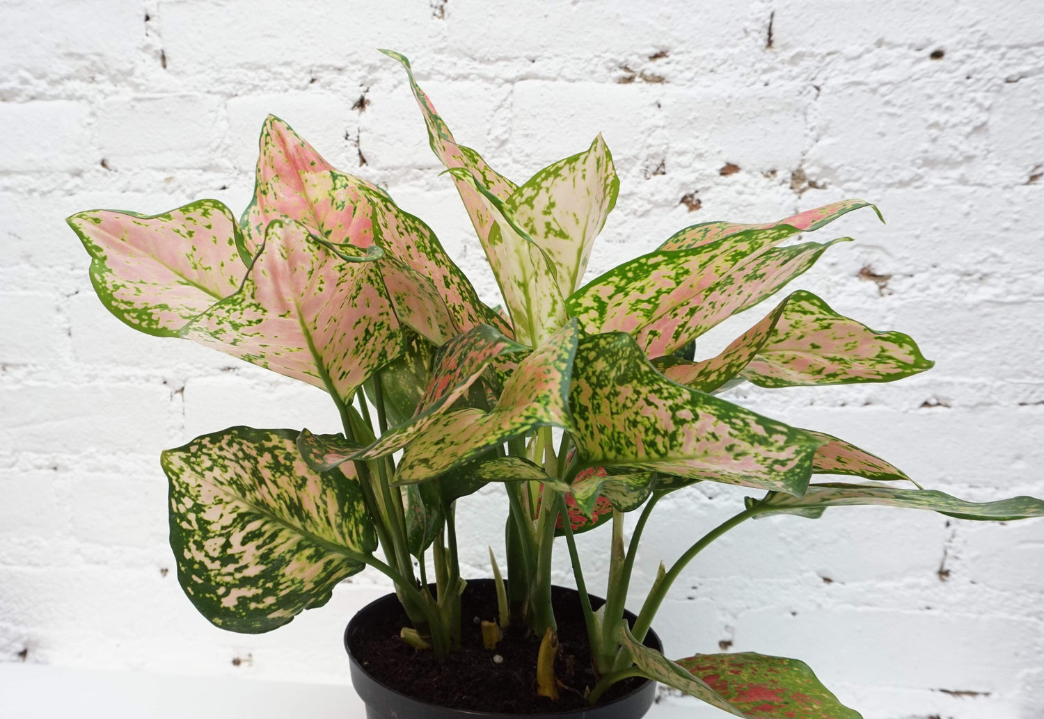 aglaonema somblat Medium Aglaonema 'Sombat siam'