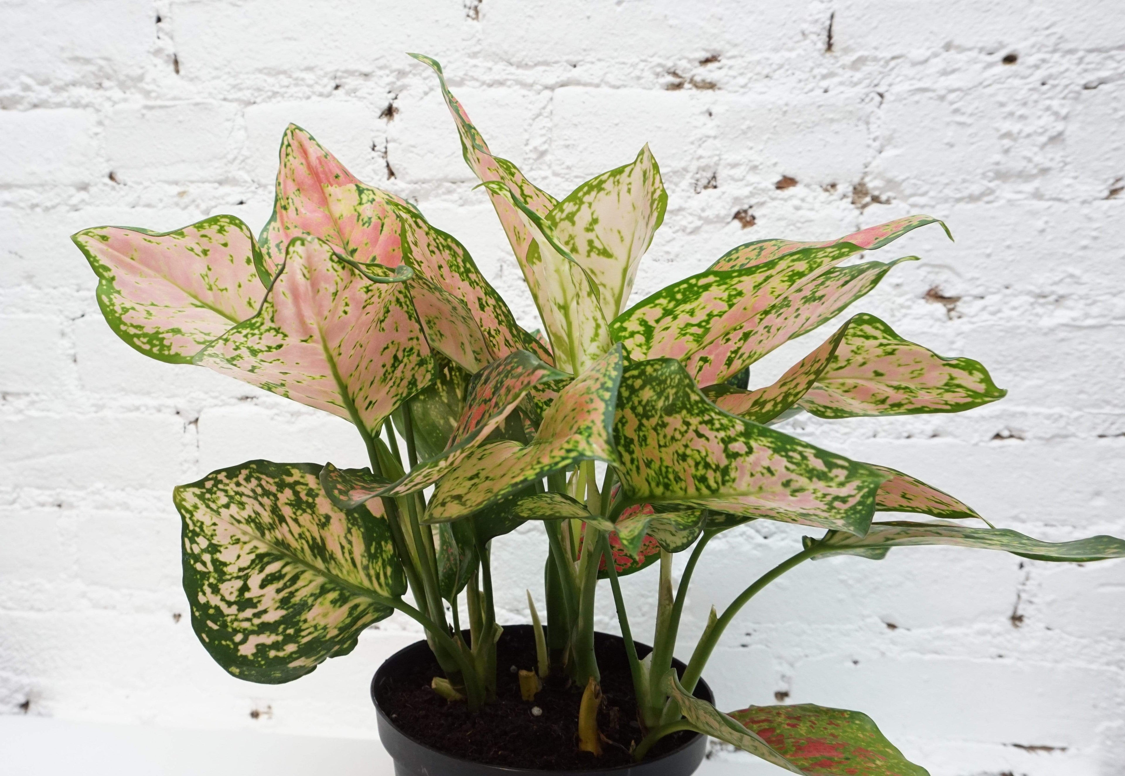 Medium Aglaonema &