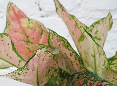 Medium Aglaonema 'Sombat siam' - Pafe Plants