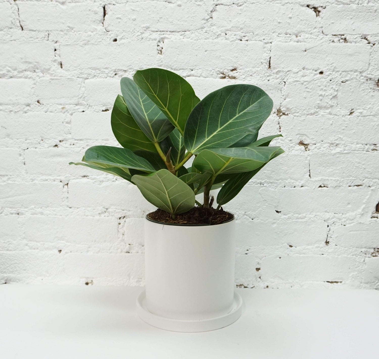 Medium Ficus Audrey - Pafe Plants