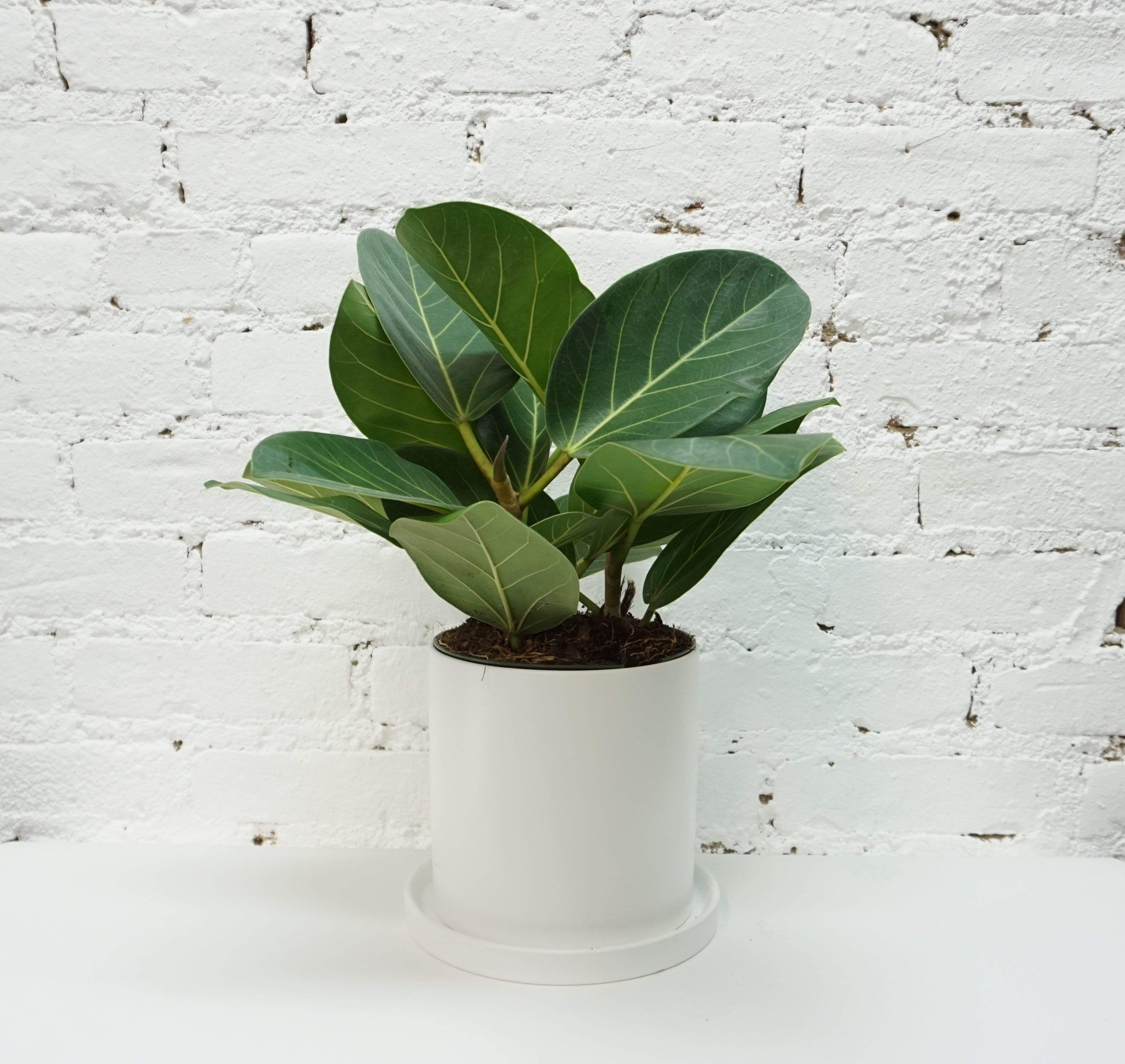 Medium Ficus Audrey - Pafe Plants