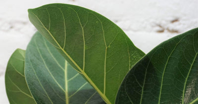 Medium Ficus Audrey - Pafe Plants