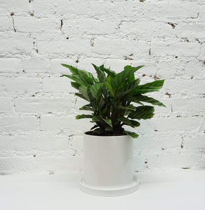 Medium Calathea Freddy - Pafe Plants