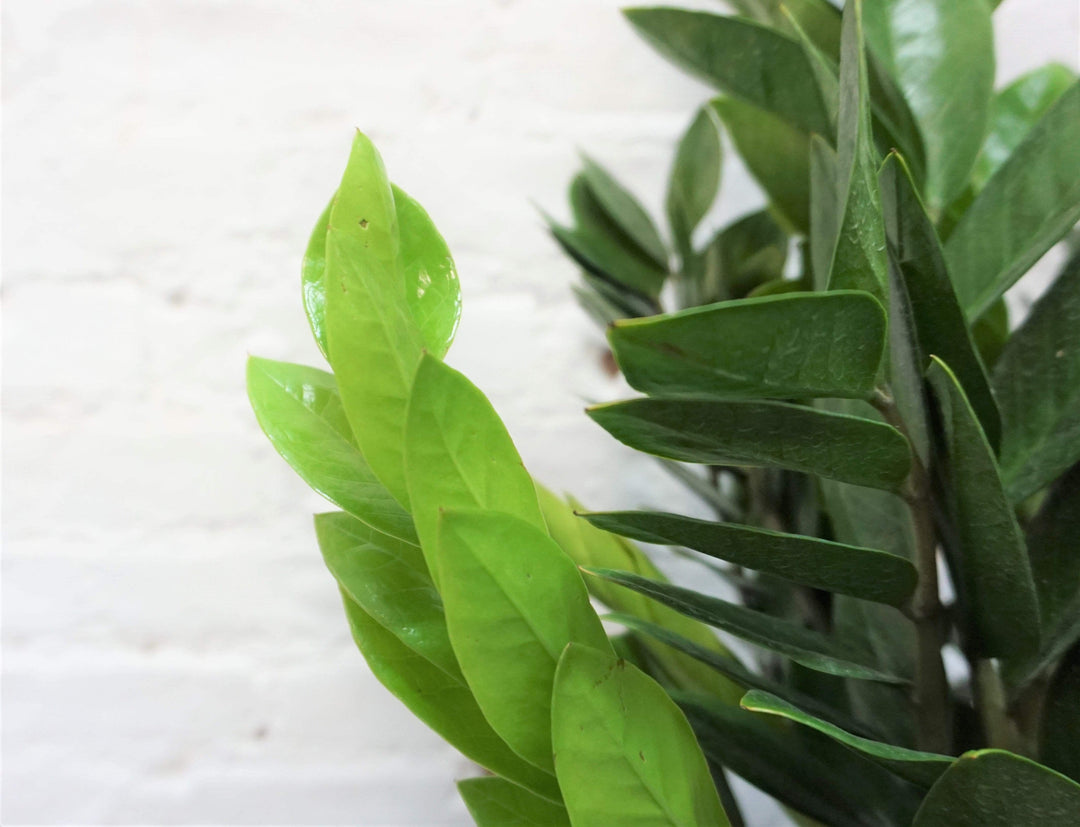 3-5 FT ZZ Plant- NYC, NJ, CT, Boston, Providence, Washington DC