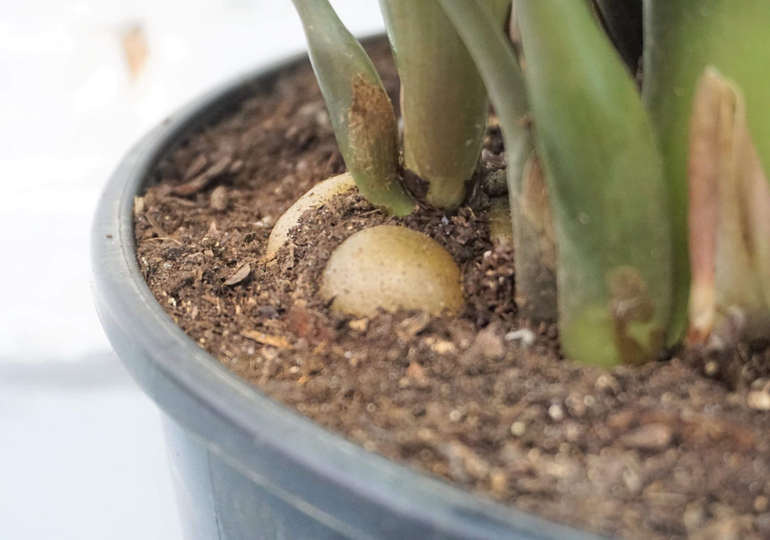 zz plant brown stem Buy Large ZZ Plant Online | Large Indoor Plant
