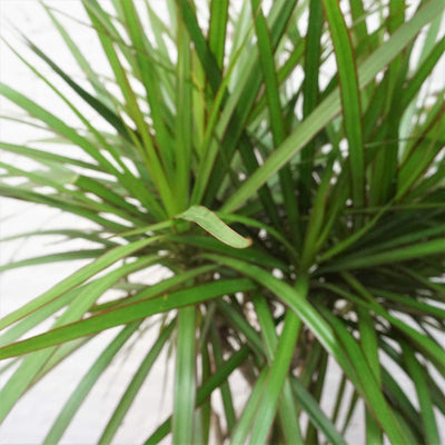 Large Dracaena Marginata (Braided) - Pafe Plants 2