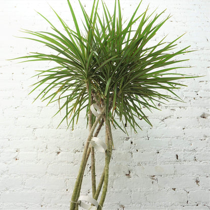 Large Dracaena Marginata (Braided) - Pafe Plants 3