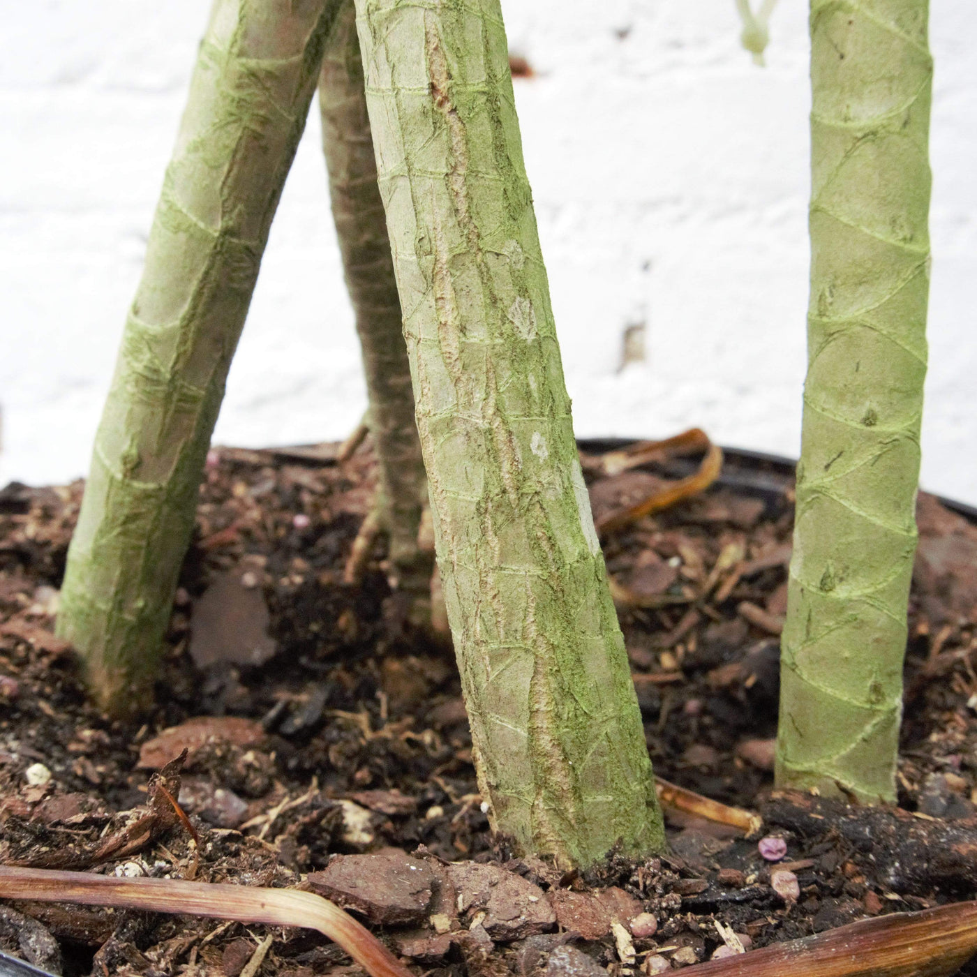 Large Dracaena Marginata (Braided) - Pafe Plants 4