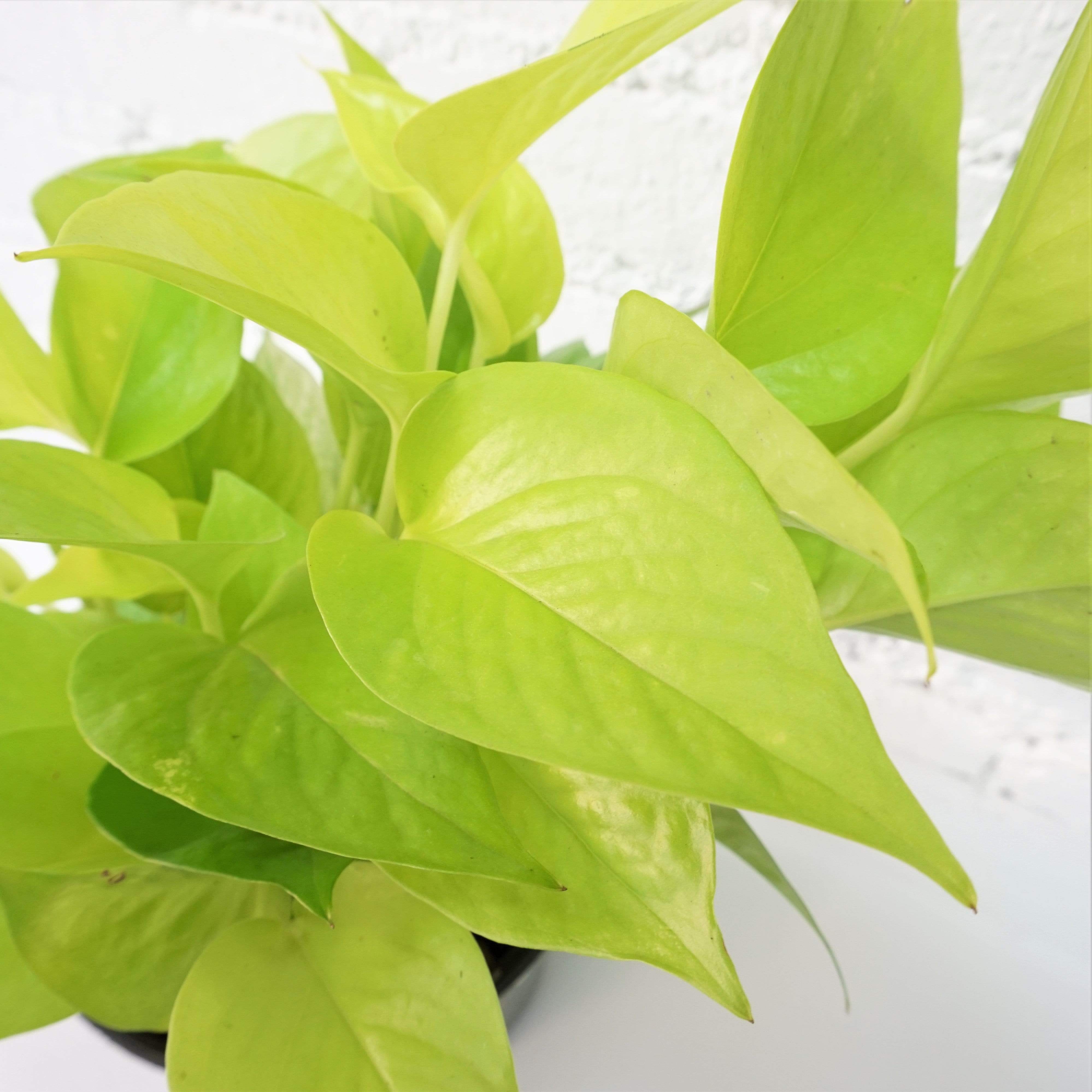 Medium Neon Pothos - Pafe Plants