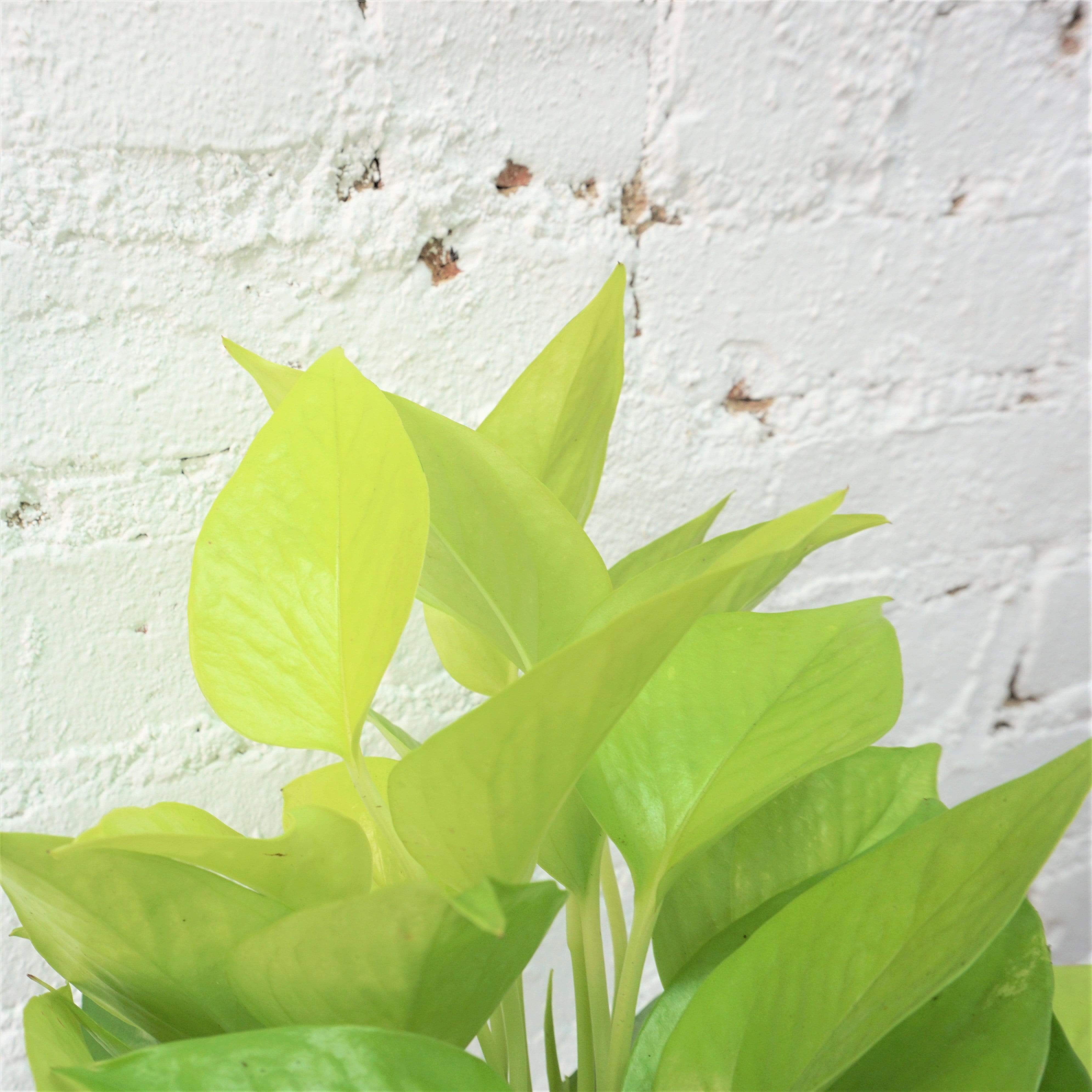 Medium Neon Pothos - Pafe Plants