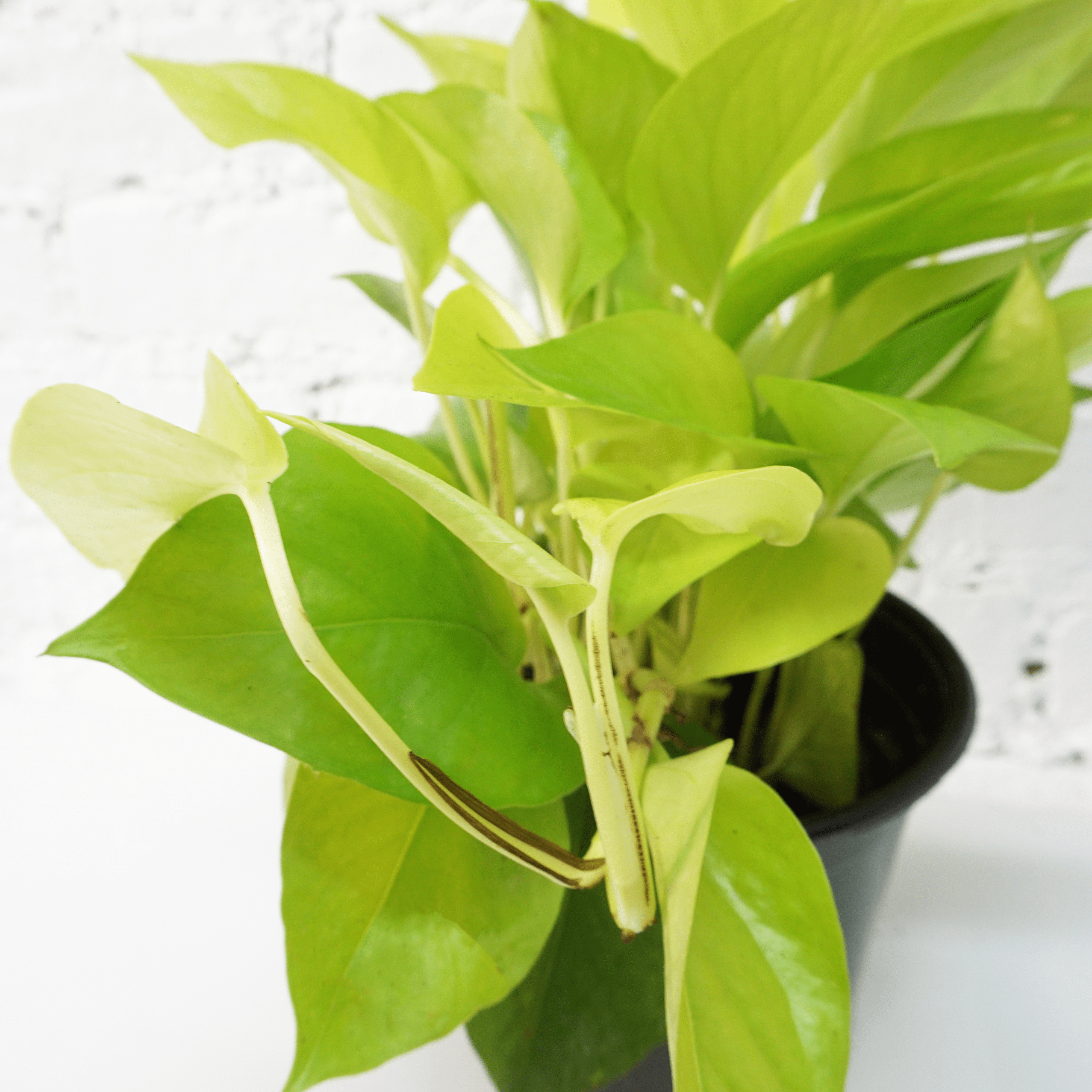 Medium Neon Pothos - Pafe Plants