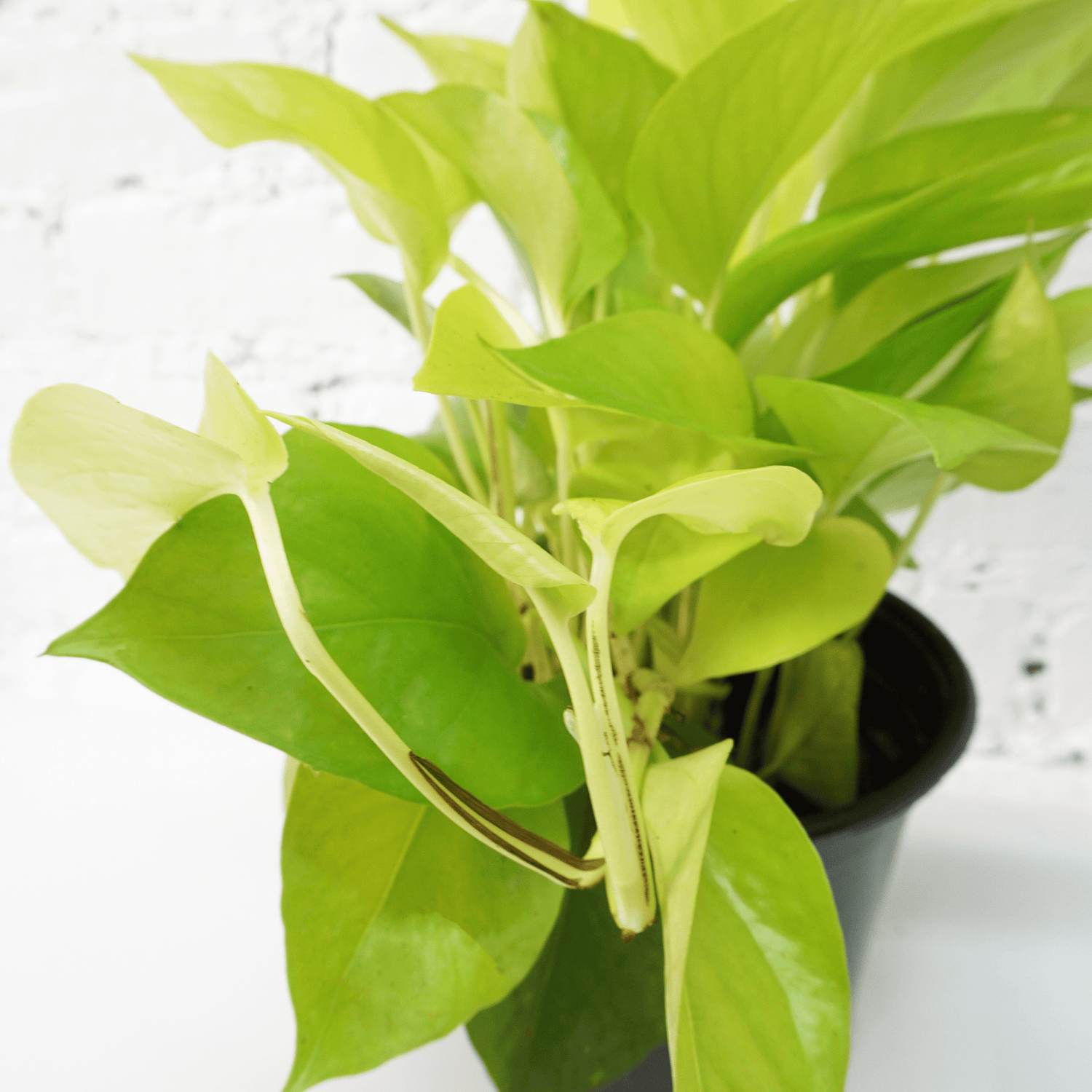 neon pothos online Buy Medium Neon Pothos Online | Low Light House Plant