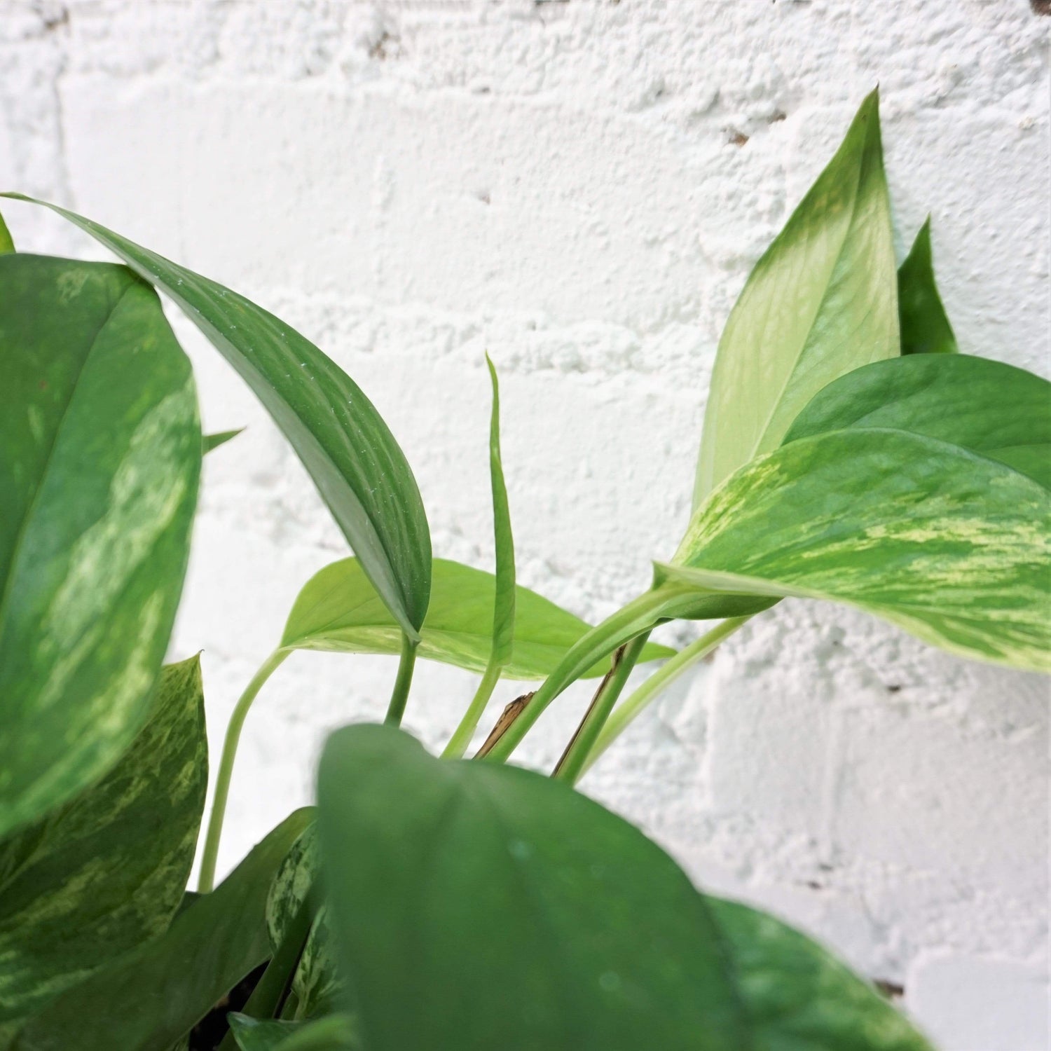 marble neon pothos Medium Marble Queen Pothos – Dahing Plants