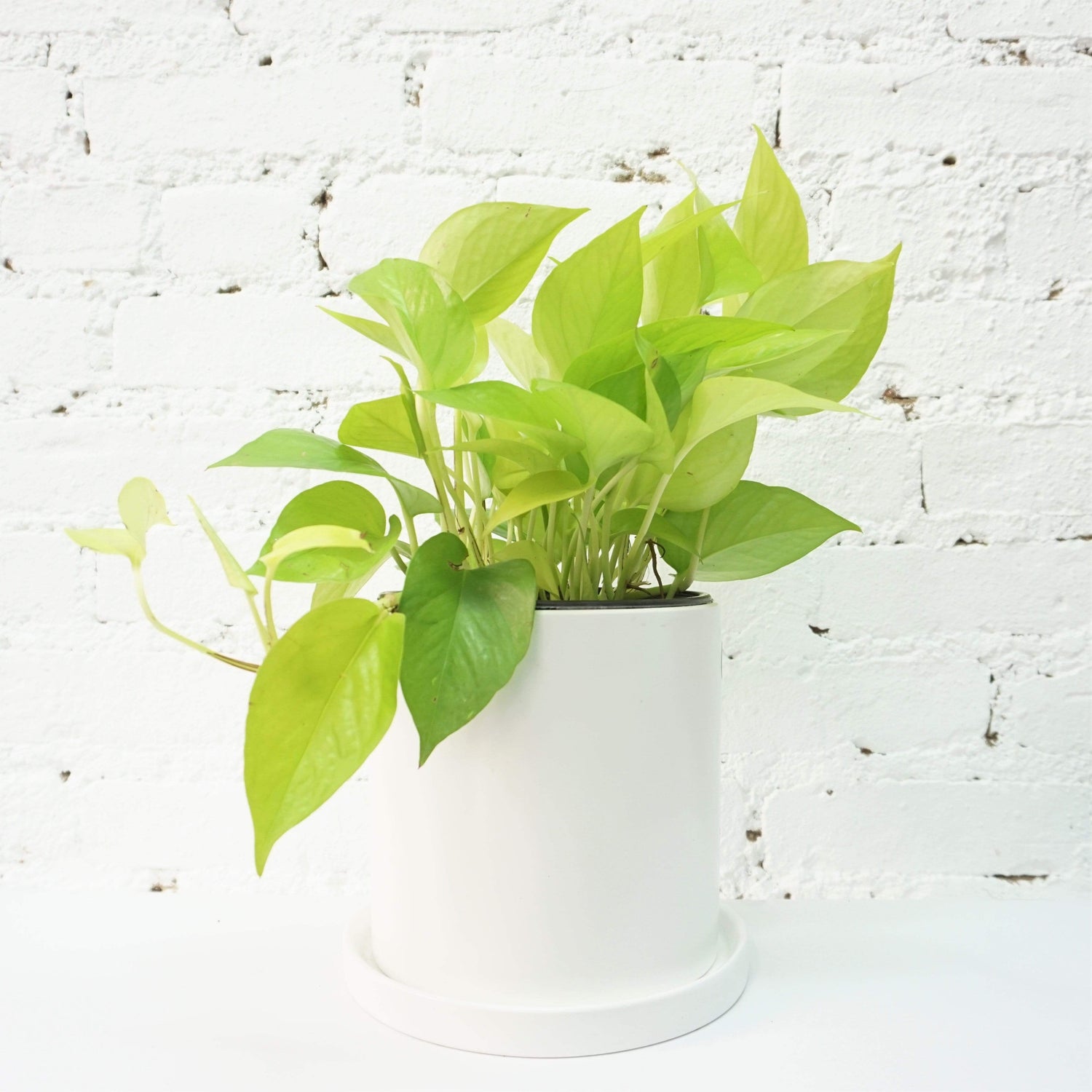Medium Neon Pothos - Pafe Plants