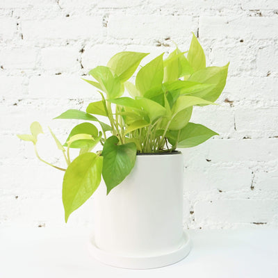 Medium Neon Pothos - Pafe Plants