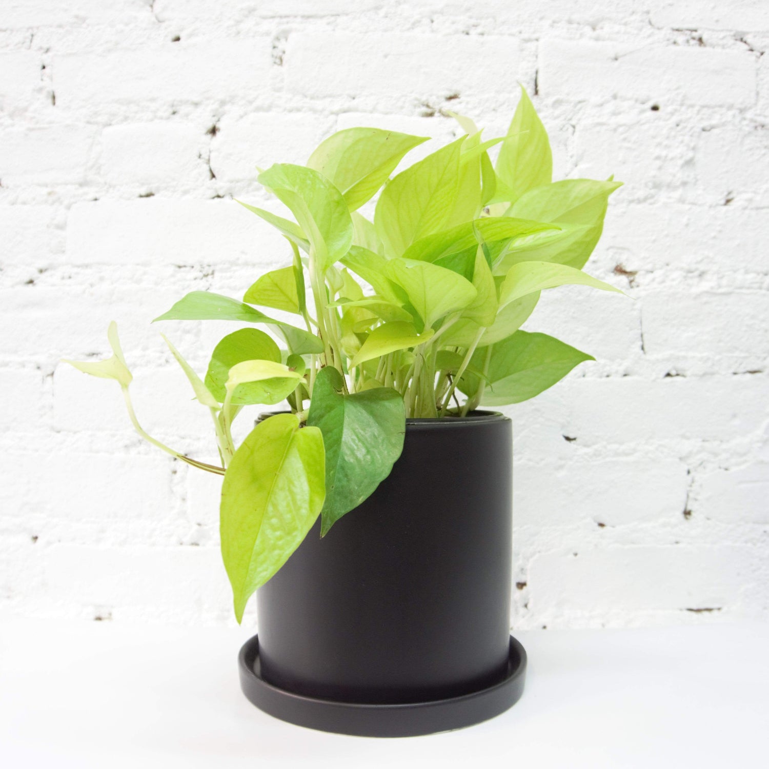 neon pothos plant for sale Buy Medium Neon Pothos Online | Low Light House Plant