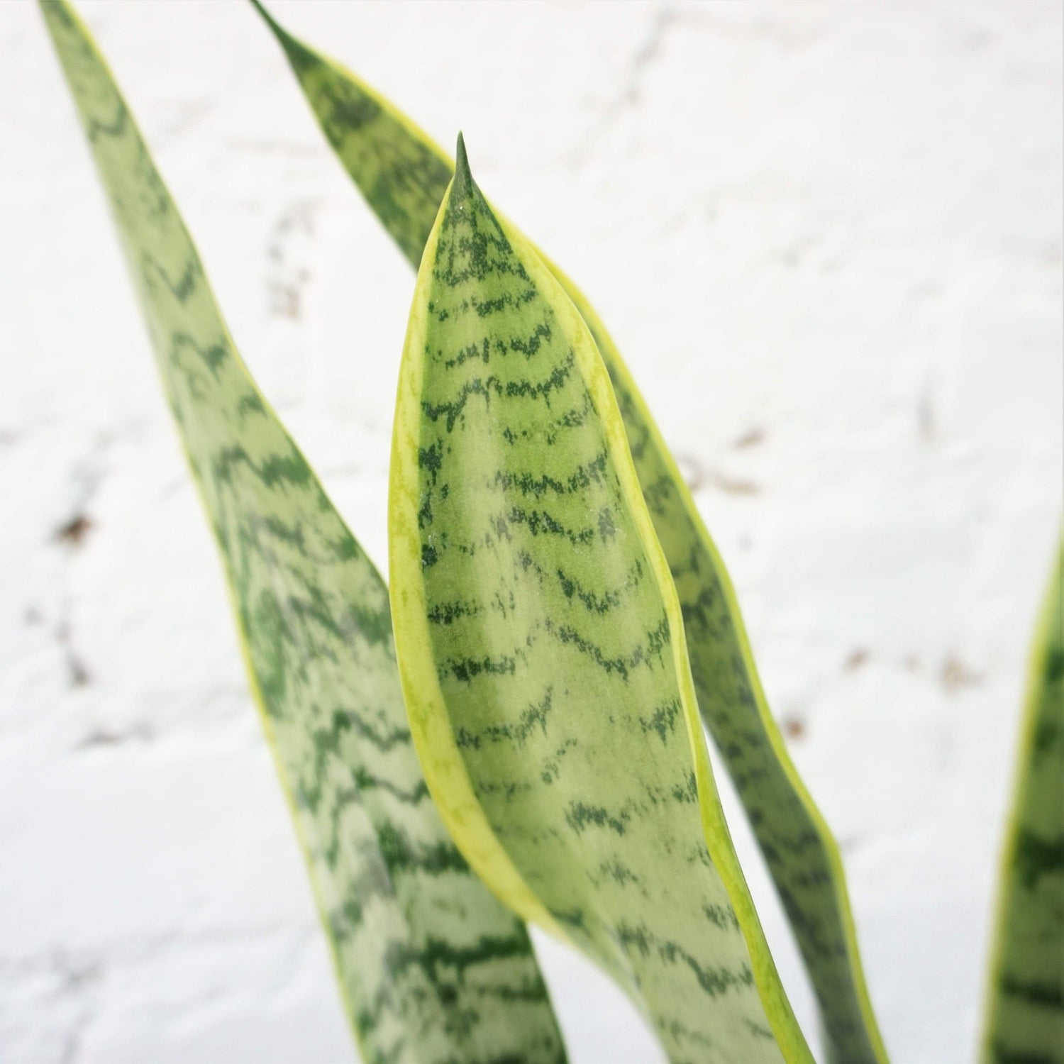medium snake plant Medium Snake Plant