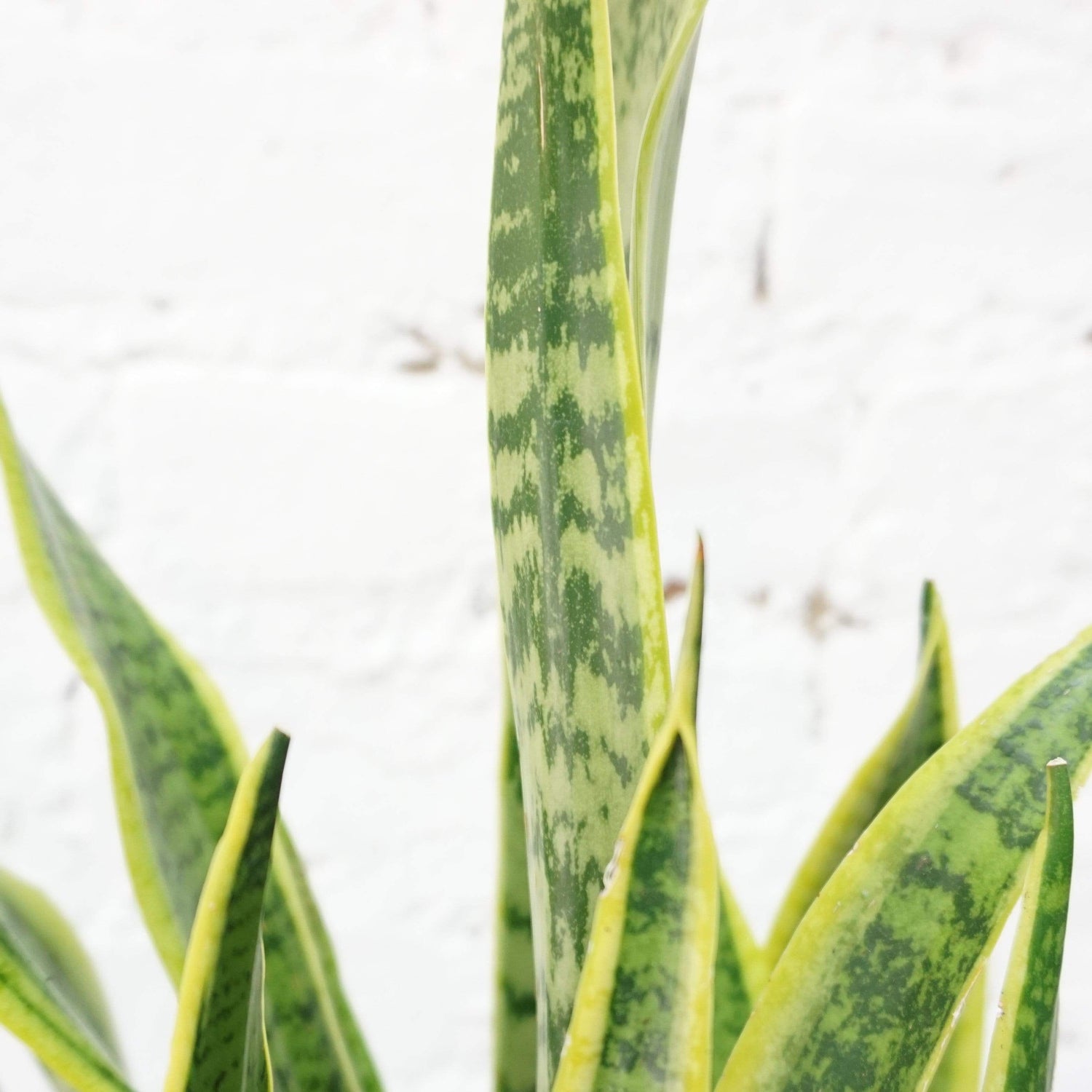 Medium Snake Plant
