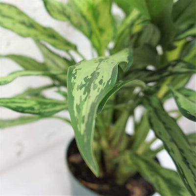 Medium Aglaonema 'cutlass' - Pafe Plants