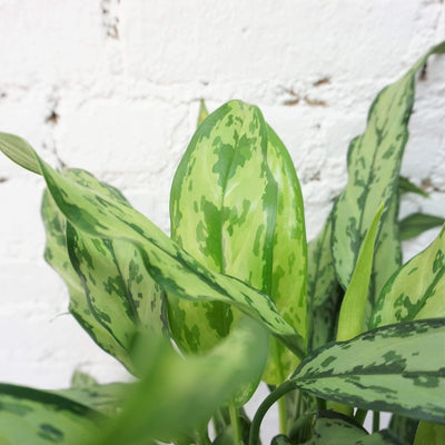 Medium Aglaonema 'cutlass' - Pafe Plants