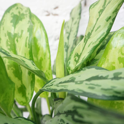 Medium Aglaonema 'cutlass' - Pafe Plants