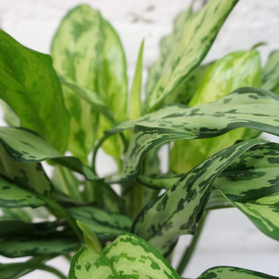 Medium Aglaonema 'cutlass' - Pafe Plants
