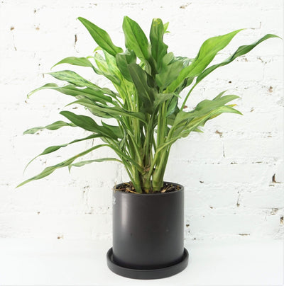 Medium Aglaonema 'cutlass' - Pafe Plants
