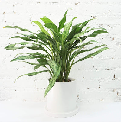 Medium Aglaonema 'cutlass' - Pafe Plants