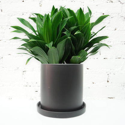 Medium Dracaena &