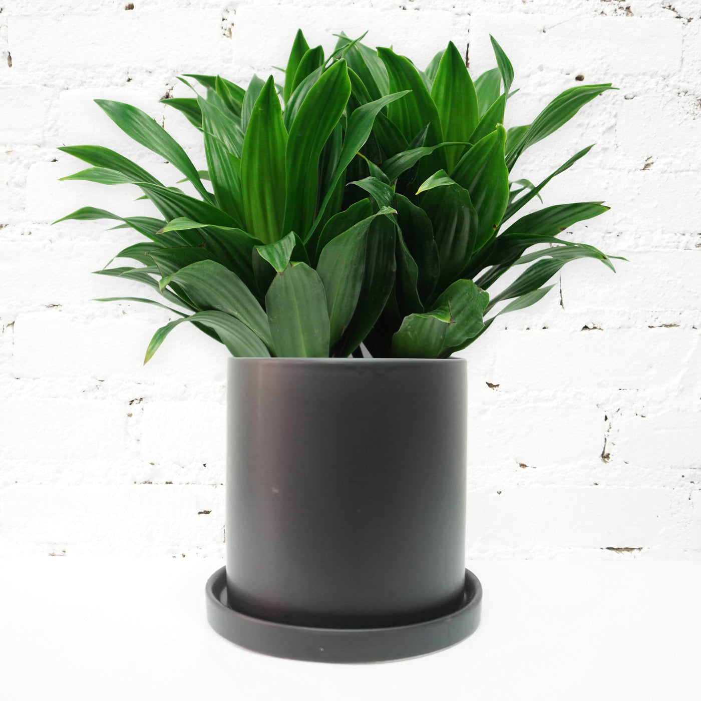 Medium Dracaena 'Janet Craig' - Pafe Plants
