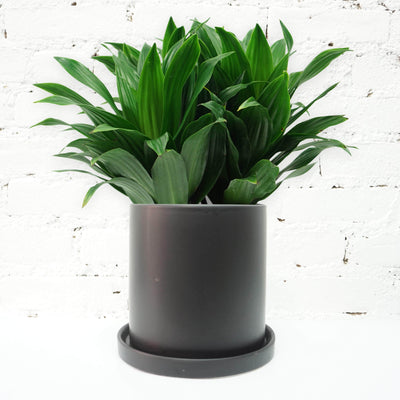 Medium Dracaena 'Janet Craig' - Pafe Plants