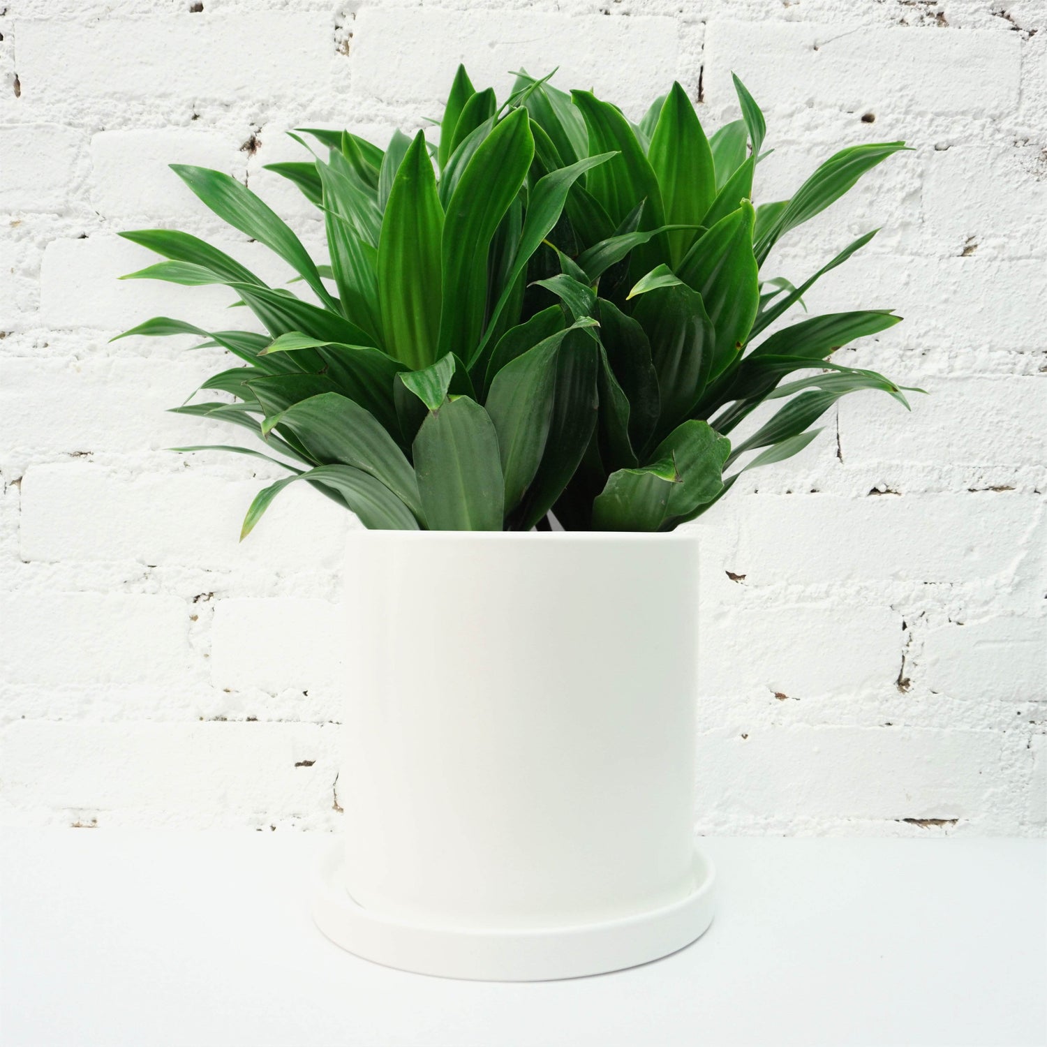 Medium Dracaena 'Janet Craig'  Dahing Plants