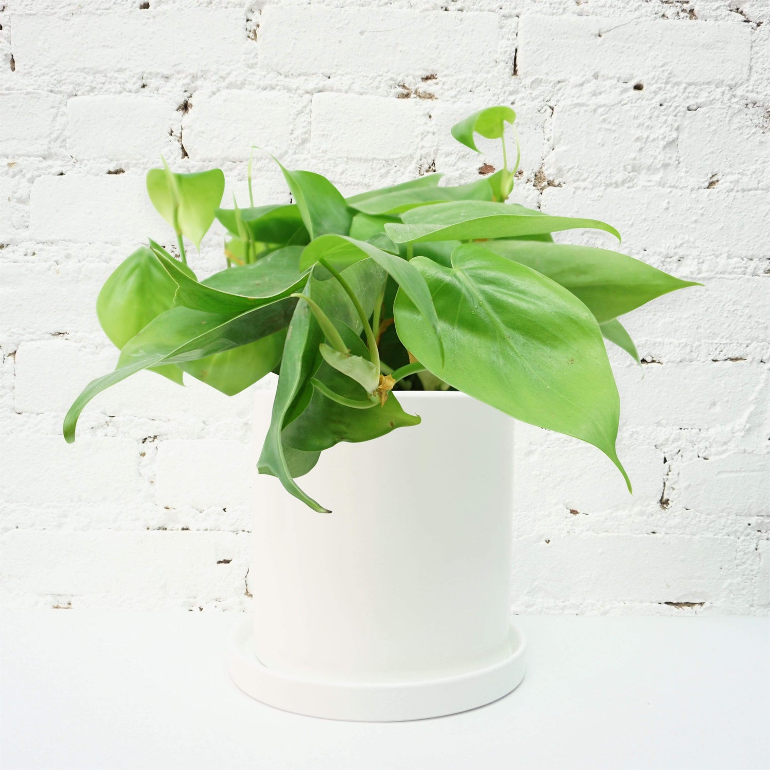 Medium Philodendron Hederaceum - Pafe Plants