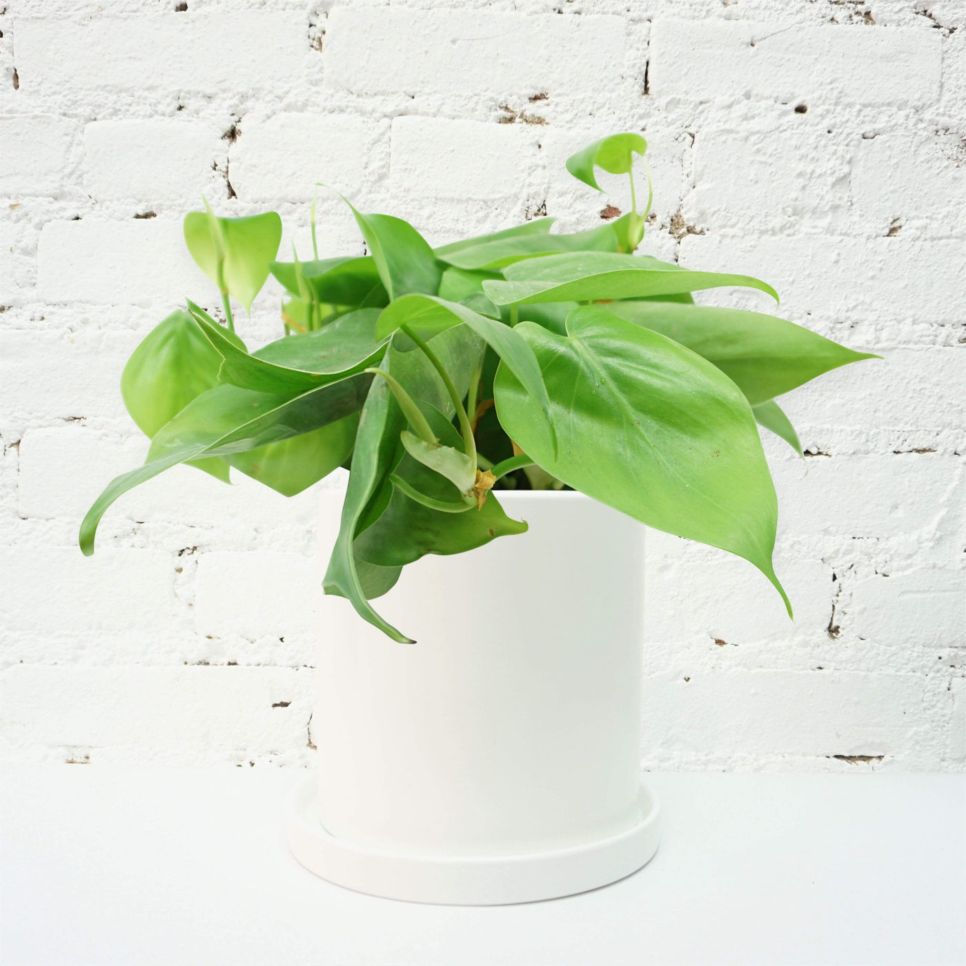 Medium Philodendron Hederaceum - Pafe Plants