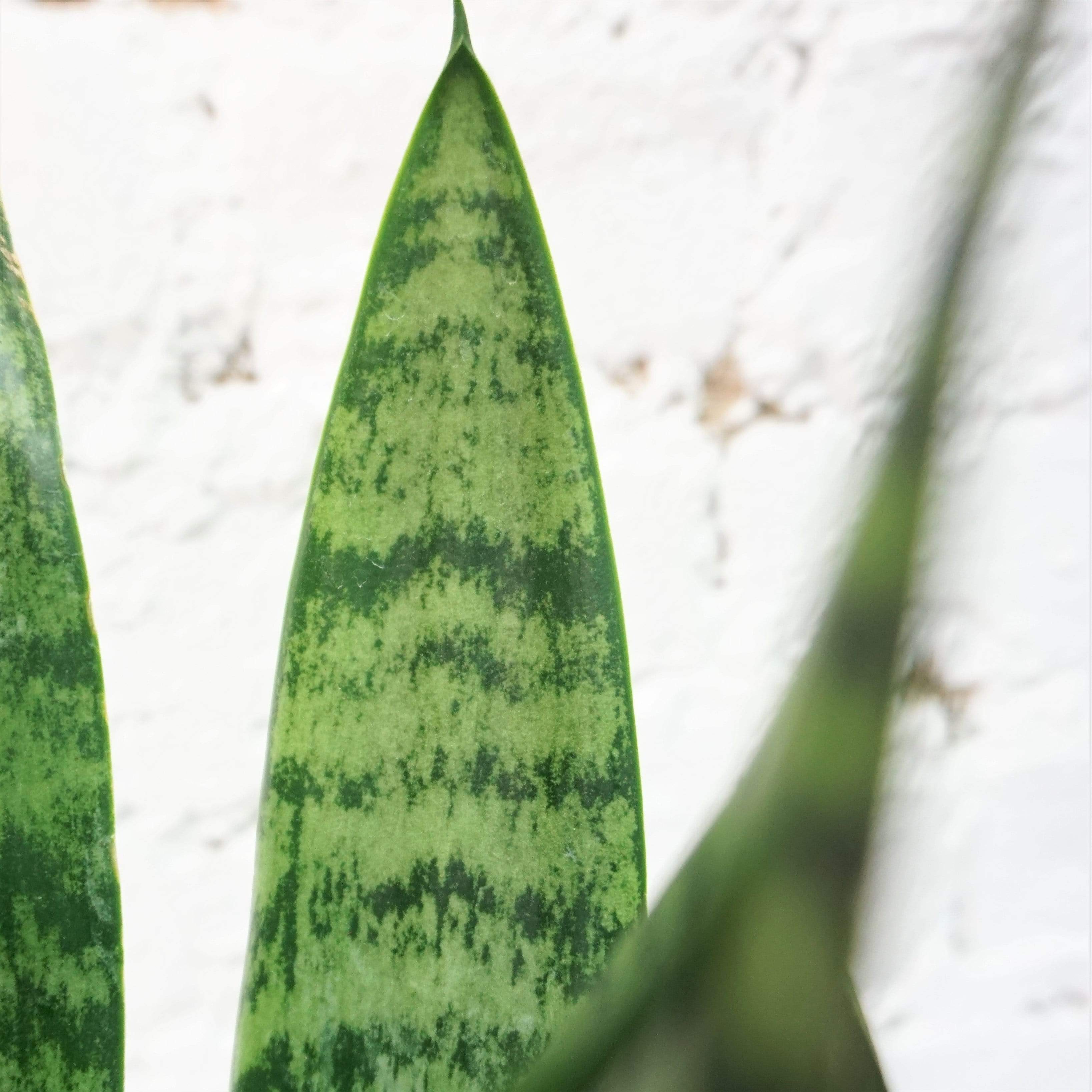 Medium Green Snake Plant | NYC, NJ, CT, Boston, Providence, Washington DC,  Baltimore, Philadelphia, Princeton, Long Island, and Upstate NY Delivery