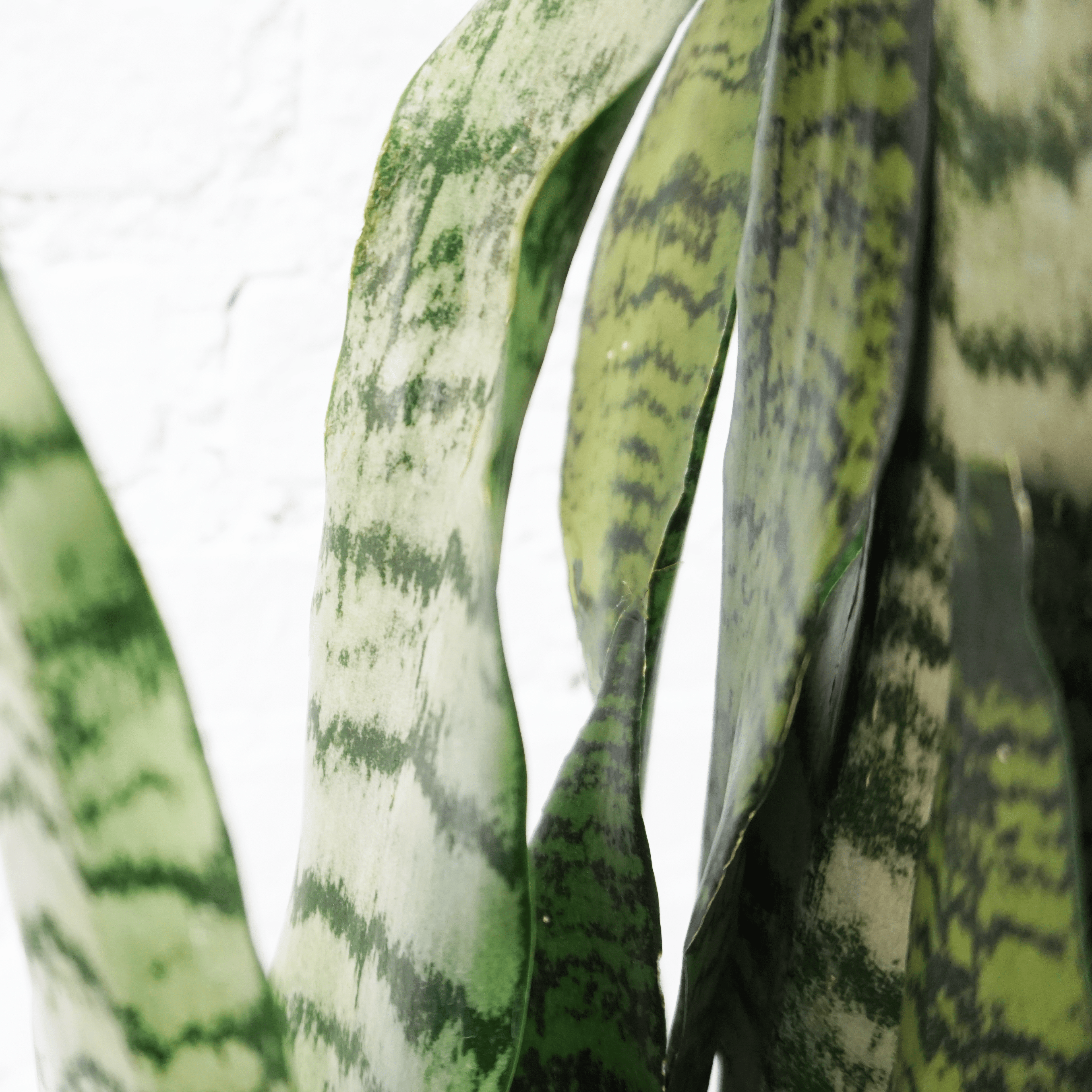 Medium Green Snake Plant | NYC, NJ, CT, Boston, Providence, Washington DC,  Baltimore, Philadelphia, Princeton, Long Island, and Upstate NY Delivery