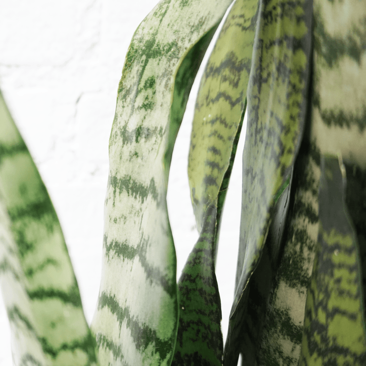 Medium Green Snake Plant | NYC, NJ, CT, Boston, Providence