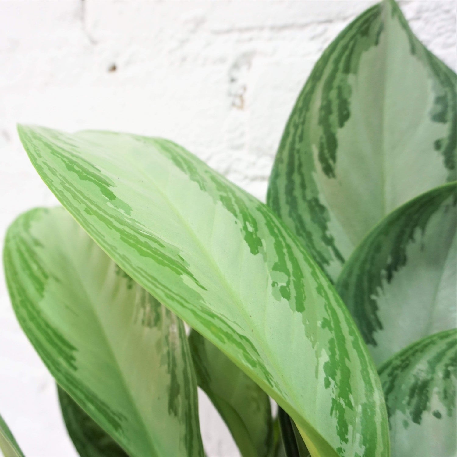 Medium Aglaonema &
