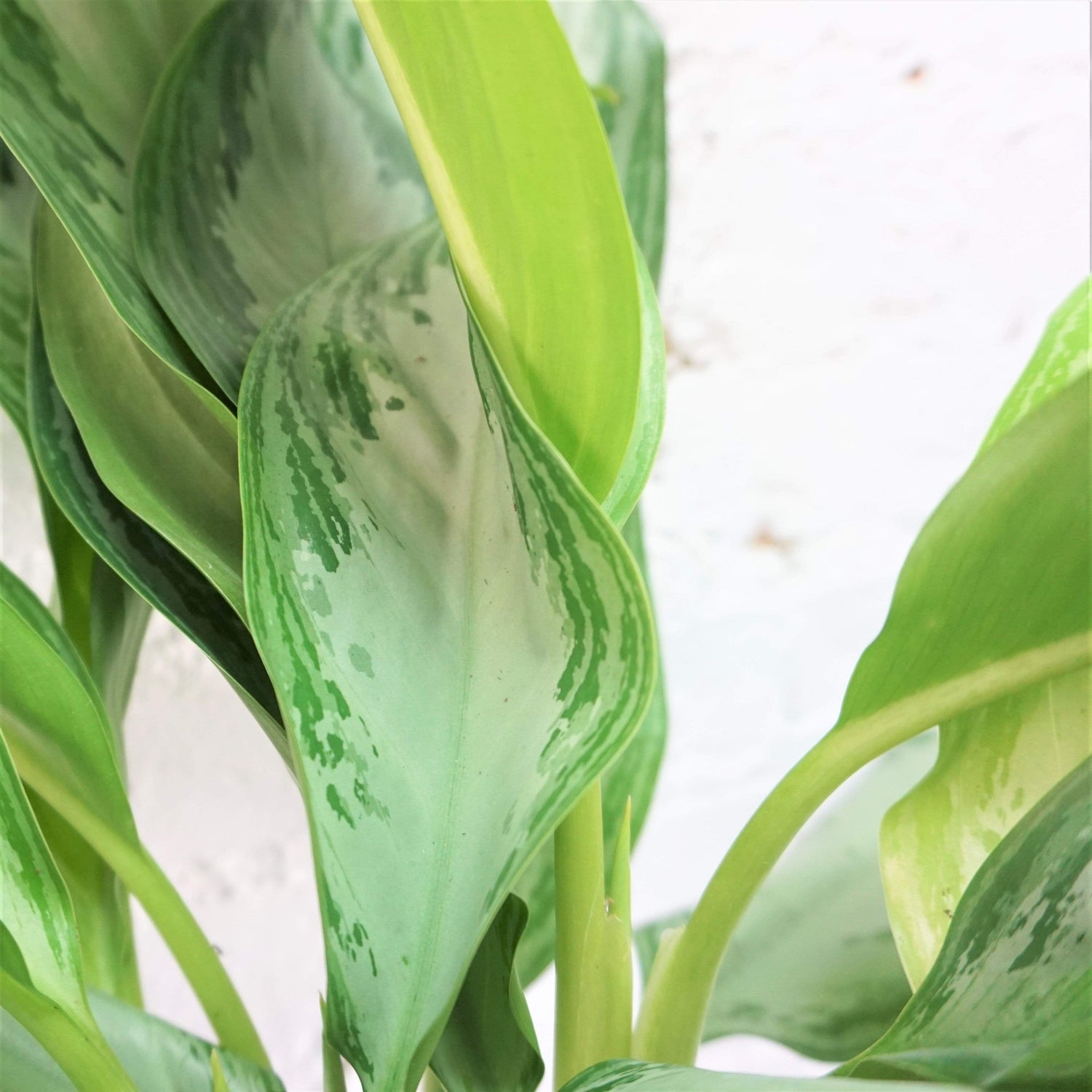 silver moon aglaonema Medium Potted Aglaonema Silver Bay