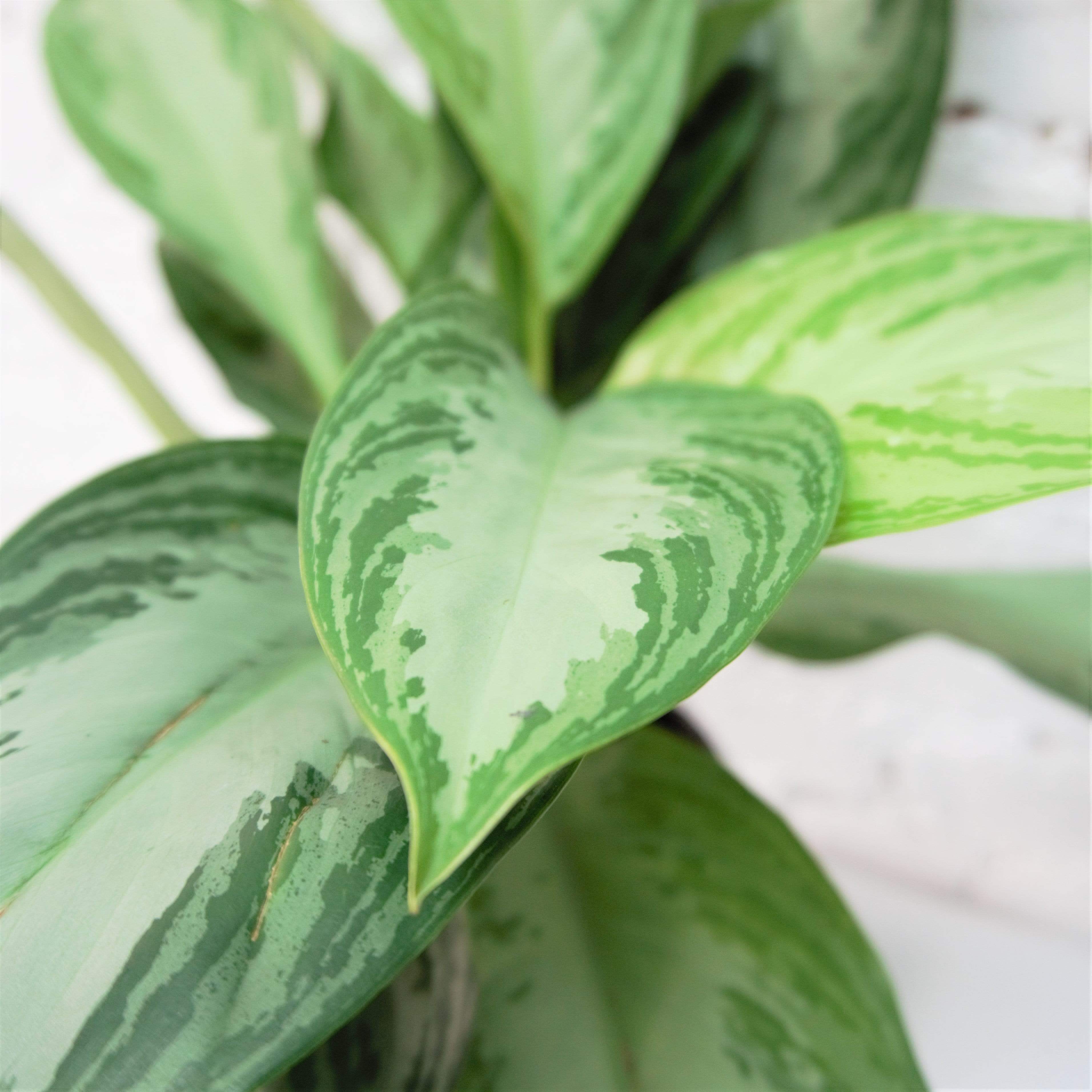 Medium Aglaonema &