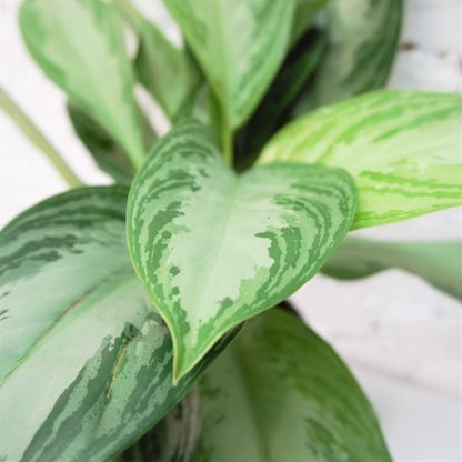 Medium Aglaonema &