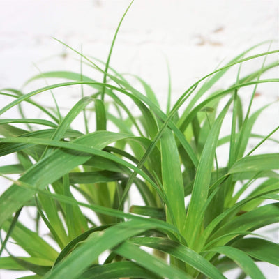 Medium Ponytail Palm - Pafe Plants 2