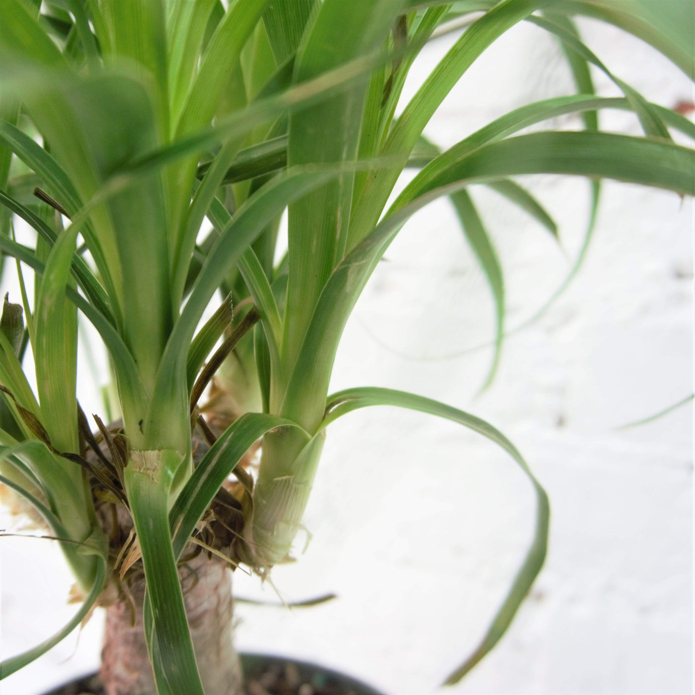 Medium Ponytail Palm - Pafe Plants 3