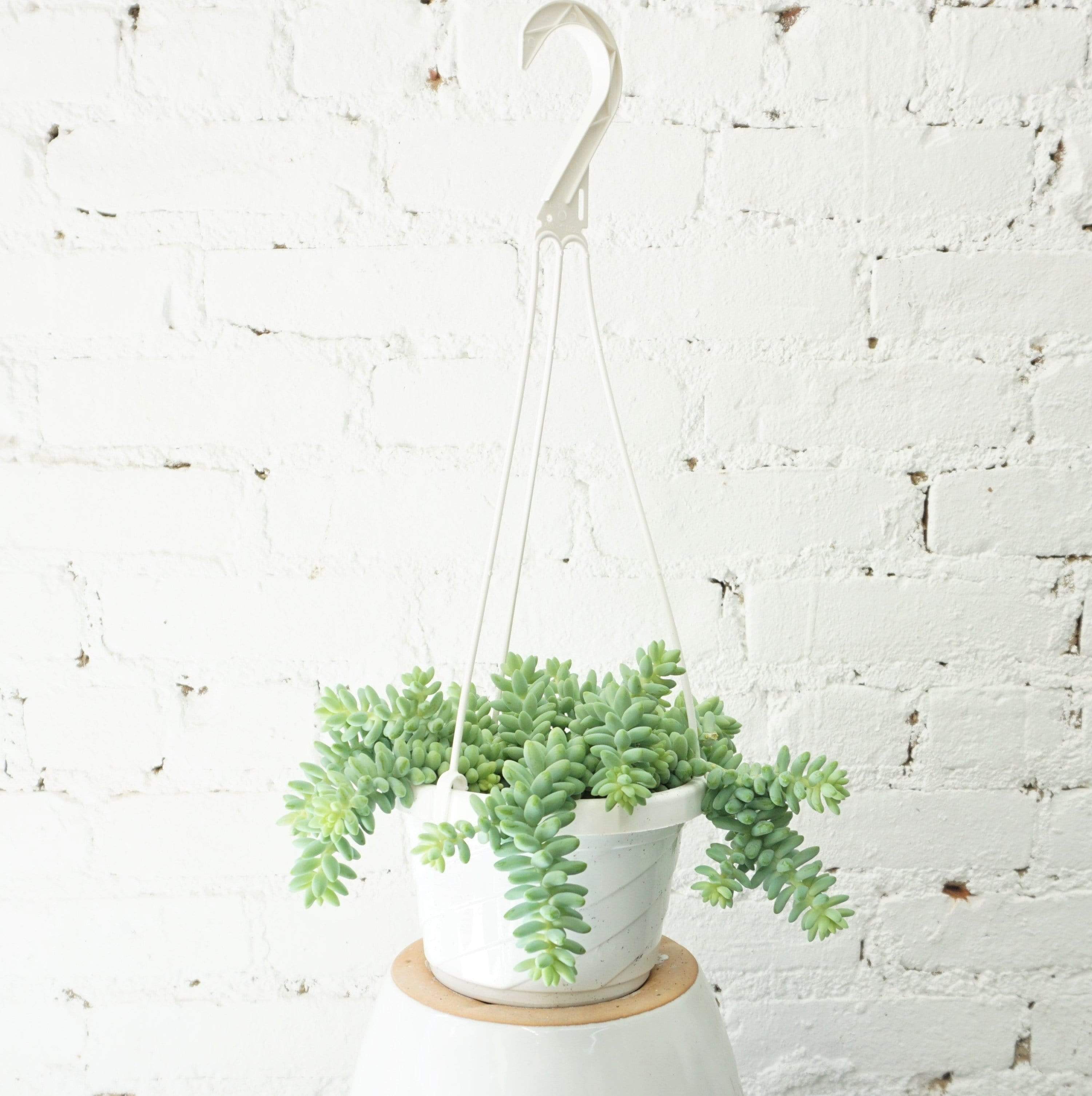 Hanging Burro&